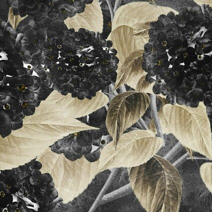 Hortensia Oro Negra