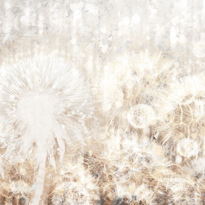 Dandelion N2