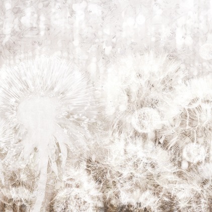 Dandelion N3